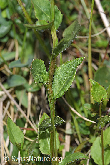 Photo: Probably Campanula rhomboidalis. Stem and leaves.