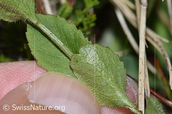 Photo: Probably Campanula rhomboidalis. Leaf underside.