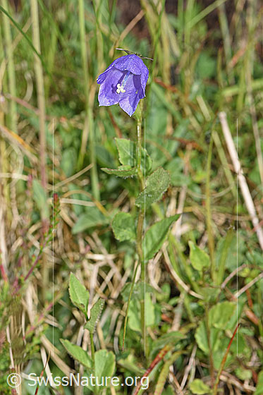 Photo: Probably Campanula rhomboidalis. Whole plant (Habitat).
