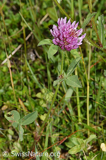 Photo: Trifolium pratense. Whole plant (habiti).