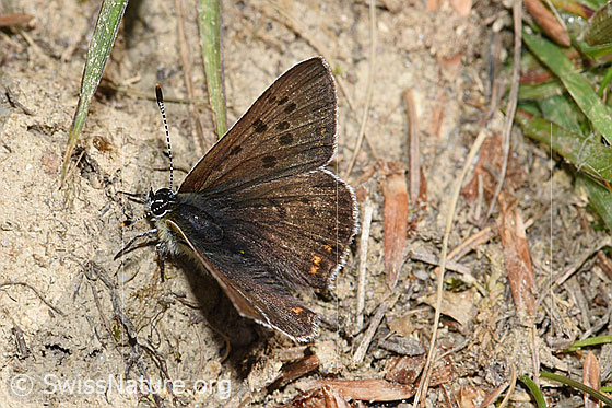 Foto: Brauner Feuerfalter (Lycaena tityrus). Flügel halb geöffnet. Ansicht von schräg oben.