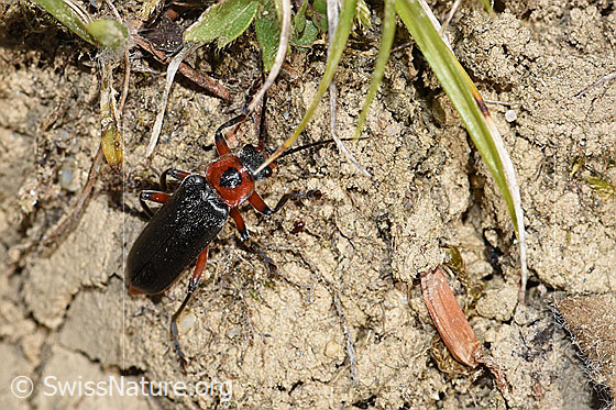 Cantharis rustica (Weichkäfer)