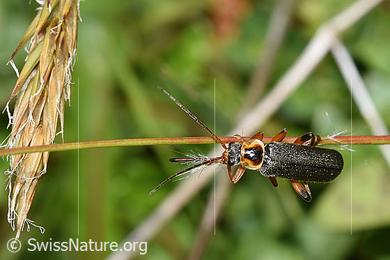 Graugelber Weichkäfer (Cantharis nigricans)