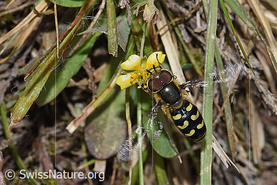 Photo: Scaeva selenitica on Potentilla erecta. Length 11 - 16mm. Male. View from diagonally above.