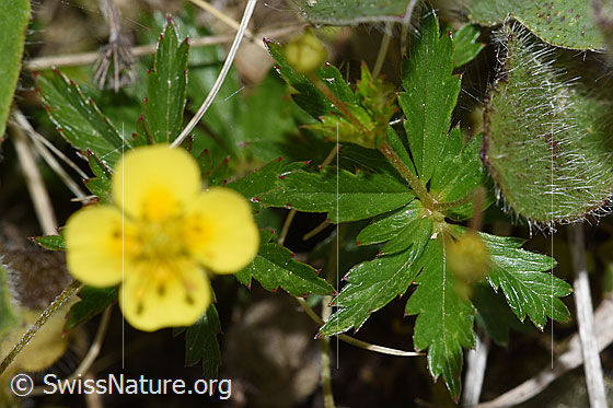 Photo: Potentilla erecta. Leaf.