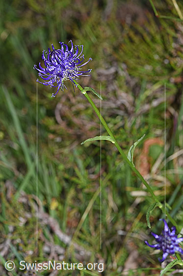 Foto: Rundköpfige Rapunzel (Phyteuma orbiculare). Blüte, Stängel und Blütenblätter.