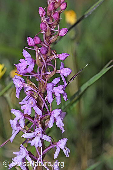 Foto: Langspornige Handwurz (Gymnadenia conopsea). Blütenstand.