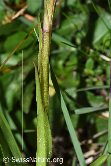 Foto: Langspornige Handwurz (Gymnadenia conopsea). Stängel.