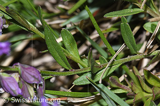 Foto: Wahrscheinlich Gewöhnliche Kreuzblume (Polygala vulgaris ssp. vulgaris). Stängel und Blätter.