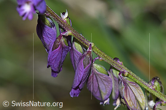 Foto: Wahrscheinlich Gewöhnliche Kreuzblume (Polygala vulgaris ssp. vulgaris). Blüten und Stängel.