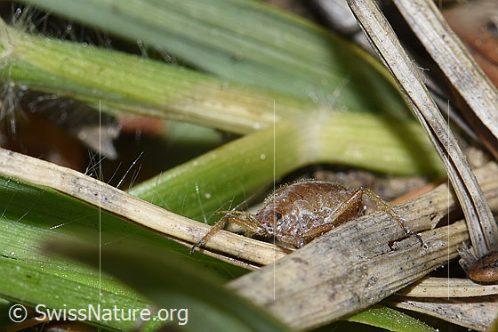 Foto: Rotbraune bepuderte Fichtenrindenlaus (Cinara pilicornis). Länge 4mm. Ansicht von vorne.