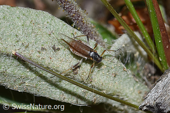Foto: Rotbraune bepuderte Fichtenrindenlaus (Cinara pilicornis). Länge 2.1 - 4.7mm. Ansicht von schräg oben.