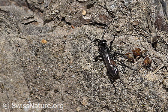 Foto: Anoplius infuscatus (Wegwespe). Länge 7 - 12mm. Ansicht von oben.