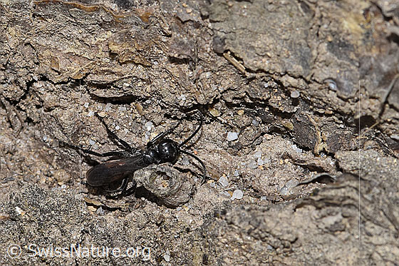 Foto: Anoplius infuscatus (Wegwespe). Länge 7 - 12mm. Ansicht von oben.