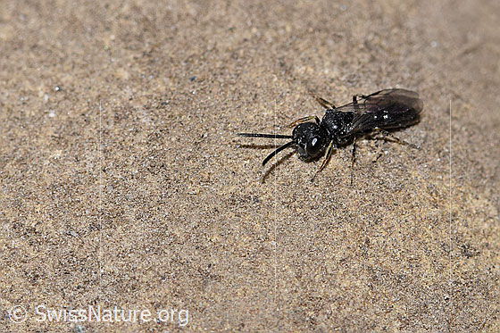 Foto: Wahrscheinlich Diodontus luperus (Grabwespe). Länge 4.5mm. Männchen. Ansicht von schräg vorne oben.