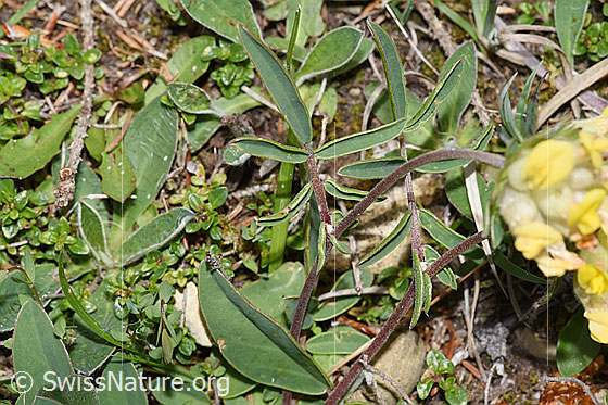Foto: Echter Wundklee (Anthyllis vulneraria). Blätter.