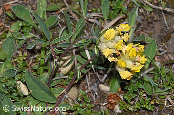 Echter Wundklee (Anthyllis vulneraria)