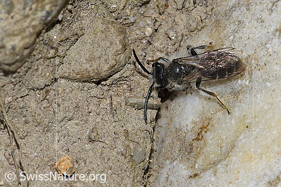 Foto: Wahrscheinlich Sandsteppen-Furchenbiene (Haltictus tetrazonius). Länge 6 -8mm. Weibchen. Ansicht von oben.