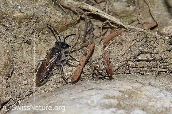 Foto: Wahrscheinlich Sandsteppen-Furchenbiene (Haltictus tetrazonius). Länge 6 -8mm. Weibchen. Ansicht von schräg oben.