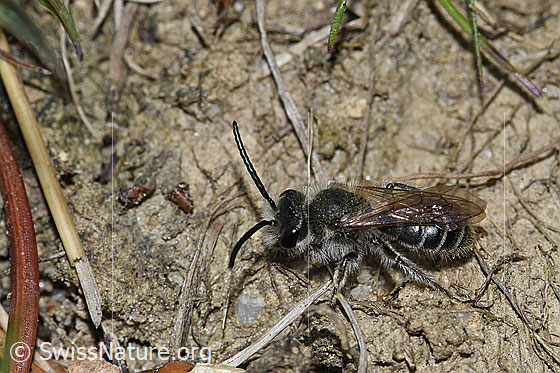 Foto: Wahrscheinlich Sandsteppen-Furchenbiene (Haltictus tetrazonius). Länge 6 -8mm. Weibchen. Ansicht von seitlich oben.