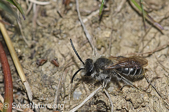 Foto: Wahrscheinlich Sandsteppen-Furchenbiene (Haltictus tetrazonius). Länge 6 -8mm. Weibchen. Ansicht von seitlich oben.