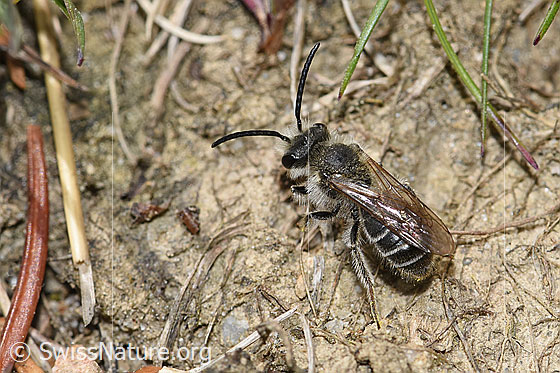 Foto: Wahrscheinlich Sandsteppen-Furchenbiene (Haltictus tetrazonius). Länge 6-8mm. Weibchen. Ansicht von schräg oben.