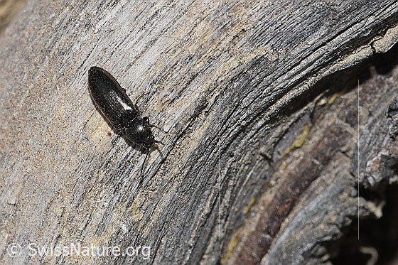 Foto: Wahrscheinlich Hylis olexai (Kammkäfer). Länge 5.5mm. Ansicht von oben.