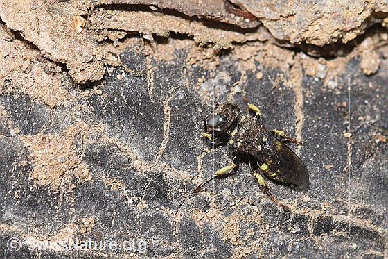 Foto: Oxybelus bipunctatus (Grabwespe). Länge 5mm. Männchen. Ansicht von oben.