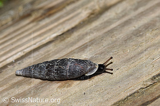 Photo: Probably Clausilia cruciata. View from the side at the front at the top.