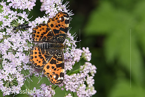 Photo: Araschnia levana. Spring generation. Wings open. View from above.