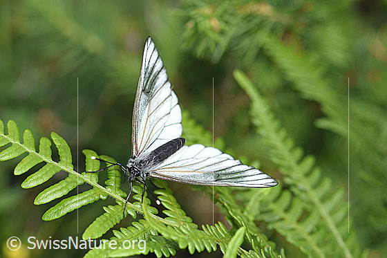 Foto: Baumweissling (Aporia crataegi). Auf Farn sitzend. Flügel geöffnet. Ansicht von vorne oben.
