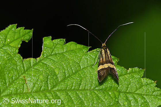 Foto: Gebänderte Langhornmotte (Nemophora degeerella). Weibchen. Auf Blatt sitzend.