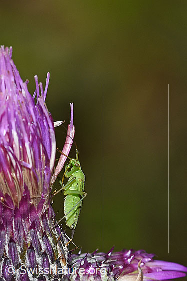 Foto: Grüne Distelwanze (Calocoris affinis) Sumpf-Kratzdistel (Cirsium palustre). Länge 8mm. Ansicht von der Seite.