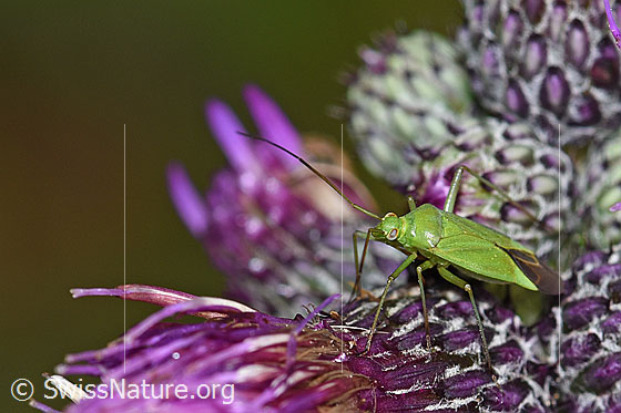 Grüne Distelwanze (Calocoris affinis) auf Sumpf-Kratzdistel (Cirsium palustre)