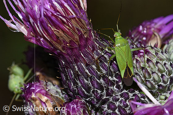 Foto: Grüne Distelwanze (Calocoris affinis) Sumpf-Kratzdistel (Cirsium palustre). Länge 8mm. Ansicht von oben.