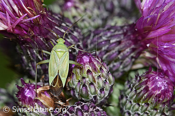 Foto: Grüne Distelwanze (Calocoris affinis) Sumpf-Kratzdistel (Cirsium palustre). Länge 8mm. Ansicht von oben.