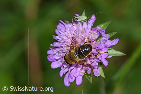 Mistbiene (Eristalis tenax) auf Wald-Witwenblume (Knautia dipsacifolia)