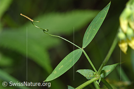 Photo: Lathyrus pratensis. Leaves and tendril. A small caterpillar can be seen at the end of the tendril.