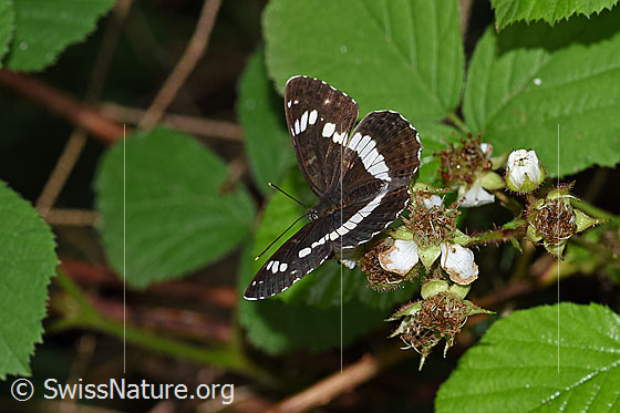 Foto: Kleiner Eisvogel (Limenitis camilla) an Himbeere (Rubus idaeus). Flügel geöffnet. Ansicht von schräg oben.