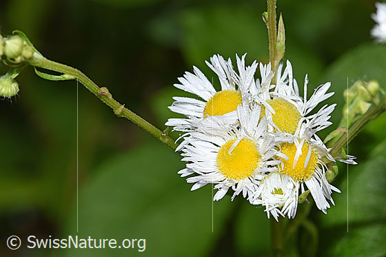 Foto: Einjähriges Berufkraut (Erigeron annuus). Blüten. Neophyt.