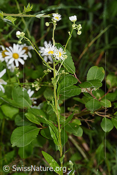 Photo: Erigeron annuus. Whole plant (habiti). Neophyte.