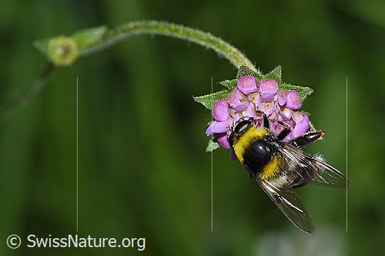 Foto: Hummel-Gebirgsschwebfliege (Sericomyia bombiformis), auch Arctophila bombiformis auf Wald-Witwenblume (Knautia dipsacifolia). Länge 16mm. Ansicht von oben.