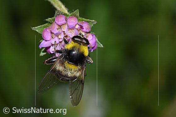Foto: Hummel-Gebirgsschwebfliege (Sericomyia bombiformis), auch Arctophila bombiformis auf Wald-Witwenblume (Knautia dipsacifolia). Länge 16mm. Ansicht von oben.