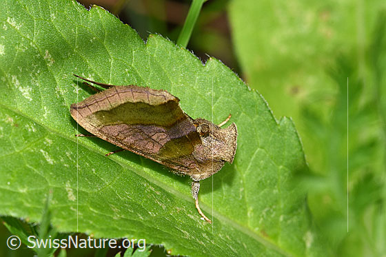 Foto: Messingeule (Diachrysia chrysitis). Flügel geschlossen. Ansicht von der Seite.