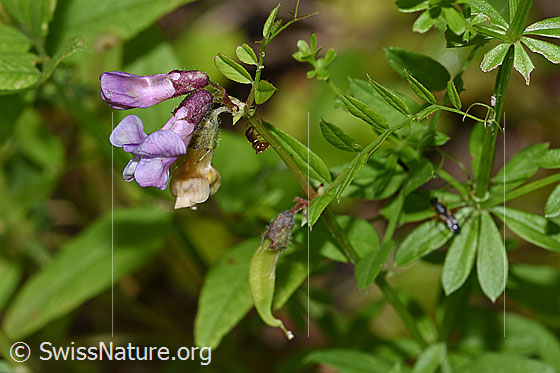 Gewöhnliche Vogelwicke (Vicia cracca)