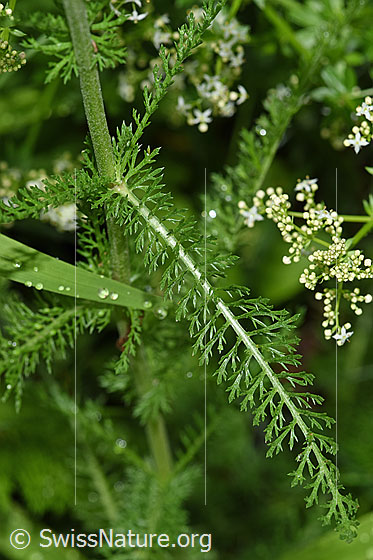 Photo: Achillea millefolium. Leaves and stem.