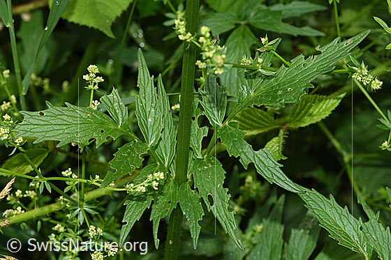 Photo: Valeriana officinalis. Leaves after hailstorm.