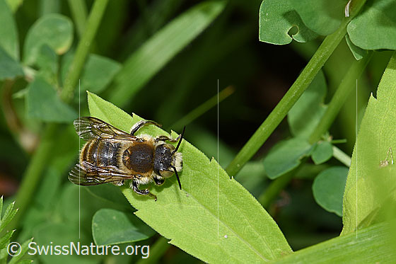 Foto: Grosse Harzbiene (Anthidium byssinum), auch (Trachusa byssina). Länge 11 - 12mm. Ansicht von oben.