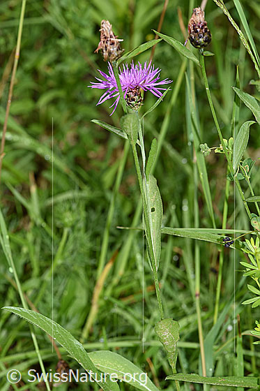 Foto: Wiesen-Flockenblume (Centaurea jacea). Ganze Pflanze (Habitus). Wird auch Gemeine Flockenblume oder Gewöhnliche Flockenblume genannt.