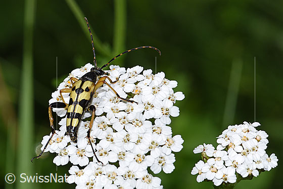 Foto: Gefleckter Schmalbock (Rutpela maculata) auf Gemeine Schafgarbe (Achillea millefolium). Länge 20mm. Wird auch Strangalia maculata und Leptura maculata genannt.